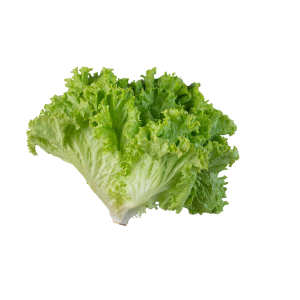 Lechuga Batavia (pieza)