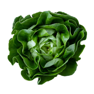 Lechuga Viva (pieza)